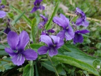瓮菜癀