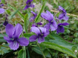 瓮菜癀
