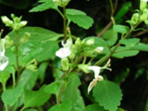 细锥香茶菜