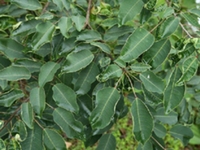 山乌桕根
