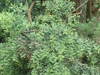 山苏木