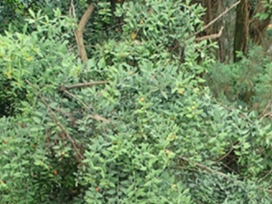 山苏木