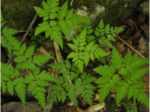 疏叶香根芹