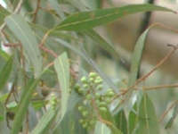 细叶桉果