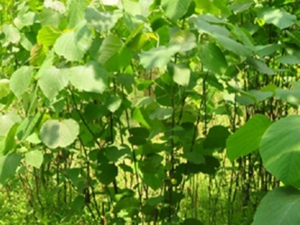 山麻杆