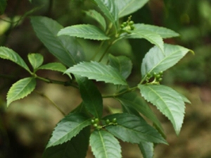 山羊耳