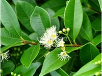 小山稔