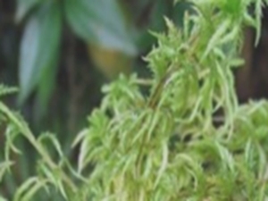 细叶泥炭藓