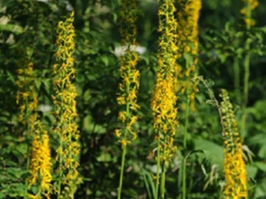 山紫菀