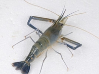 虾