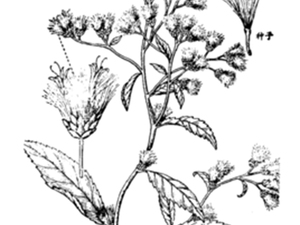 茄叶一枝蒿