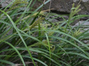 三棱马尾