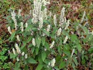 小苏苏棵花