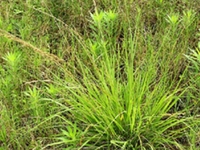 鼠尾粟