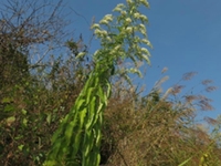 铁栏杆