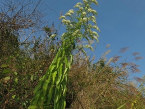 铁栏杆