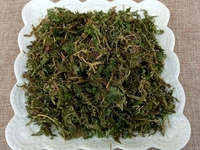 石上柏