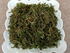 石上柏