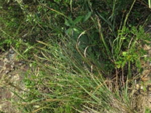 扭鞘香茅