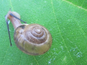 蜗牛壳