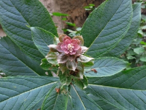 三对节