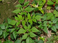 鼠尾草