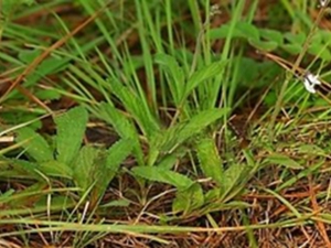 狭叶香茶菜