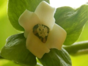 柿花