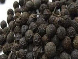 四川澄茄子