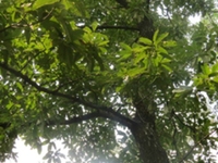 青杠碗