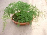 文竹