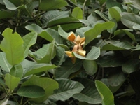 山玉兰