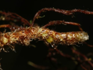 乌鸡骟