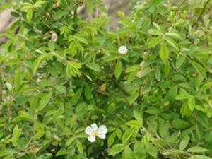 蔷薇露