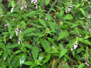 山萝花