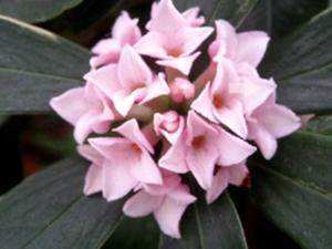 瑞香花