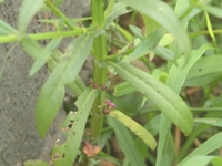 耳水苋
