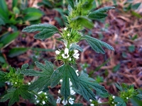 夏至草