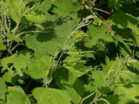 山麻根