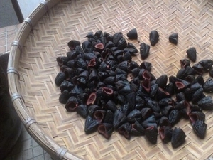 乌榄仁