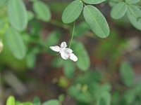 细梗胡枝子