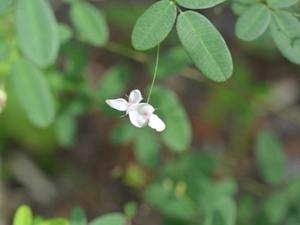 细梗胡枝子