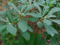 瑞香根