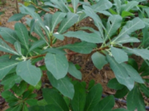 瑞香根