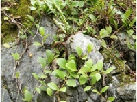 下山虎