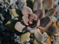 石上开花