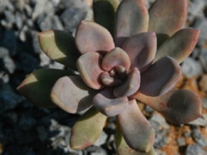 石上开花