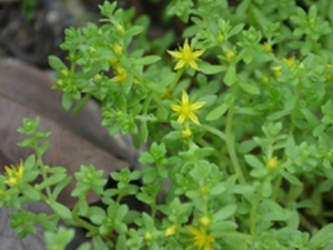 小箭草