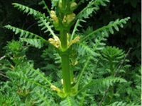四方盒子草