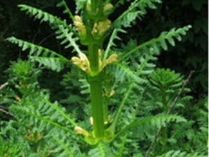 四方盒子草